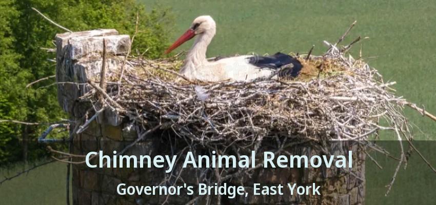 Chimney Animal Removal Governor's Bridge, East York - ON
