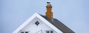 Chimney Nest Removal Thorncliffe Park, East York